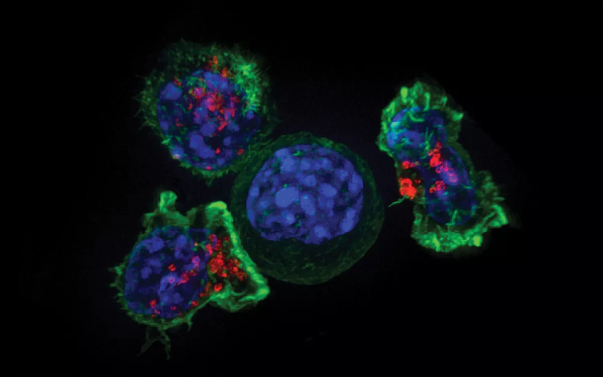 Killer T cells (green and red) surround a cancer cell (blue, center). Credit: NIH