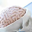 Anatomical model of a brain and skull.