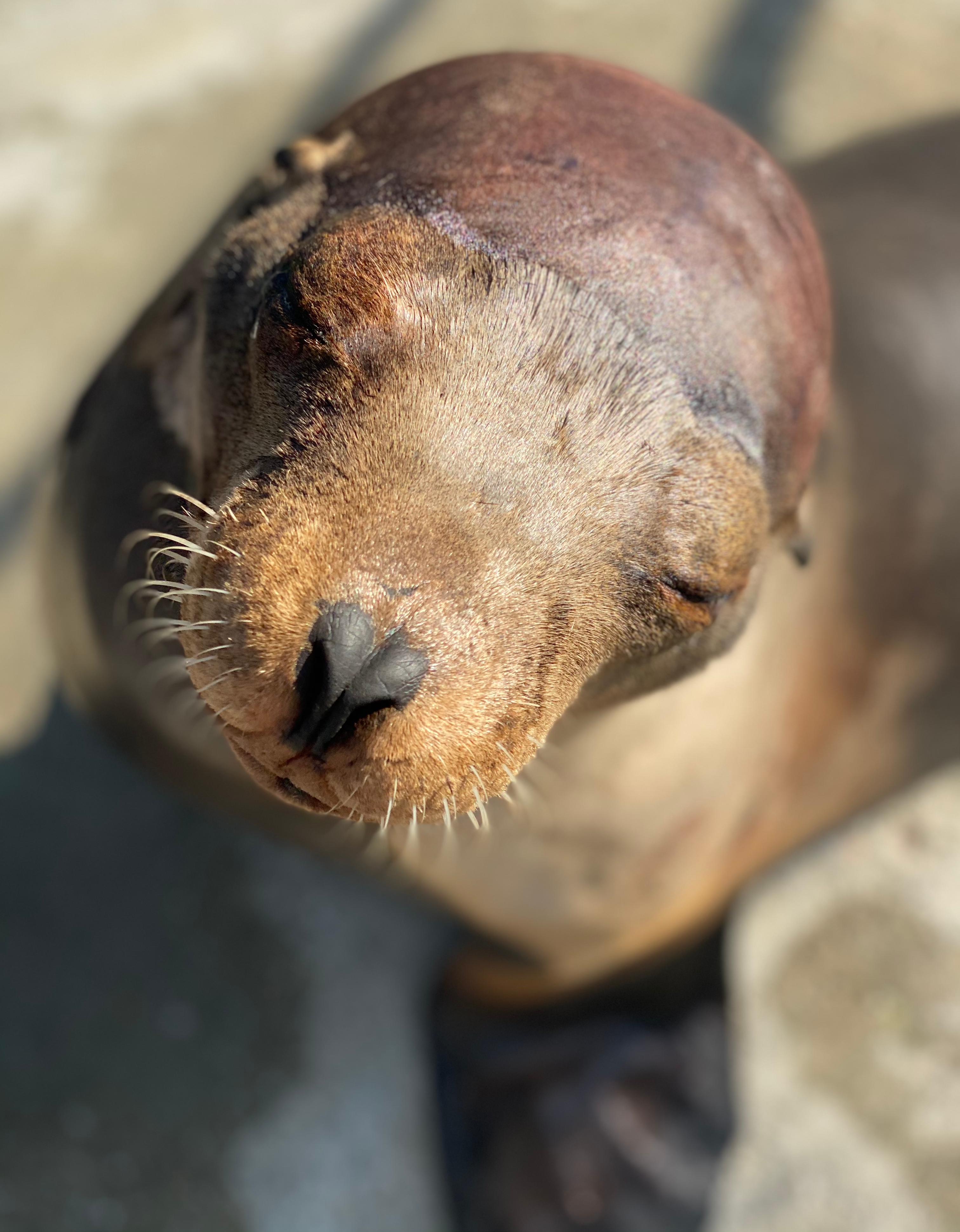 Cronutt the sea lion