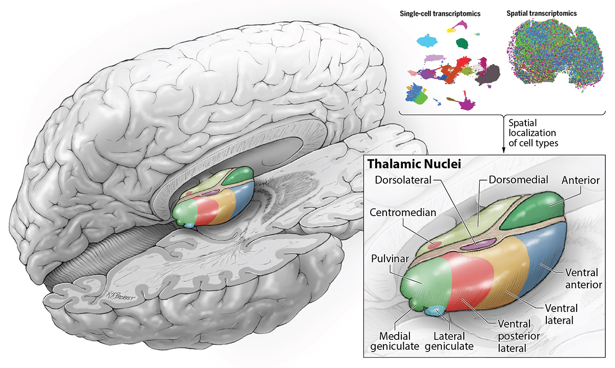 Illustration showing where the thalamus is located in the brain with an inset indicating the different thalamic nuclei
