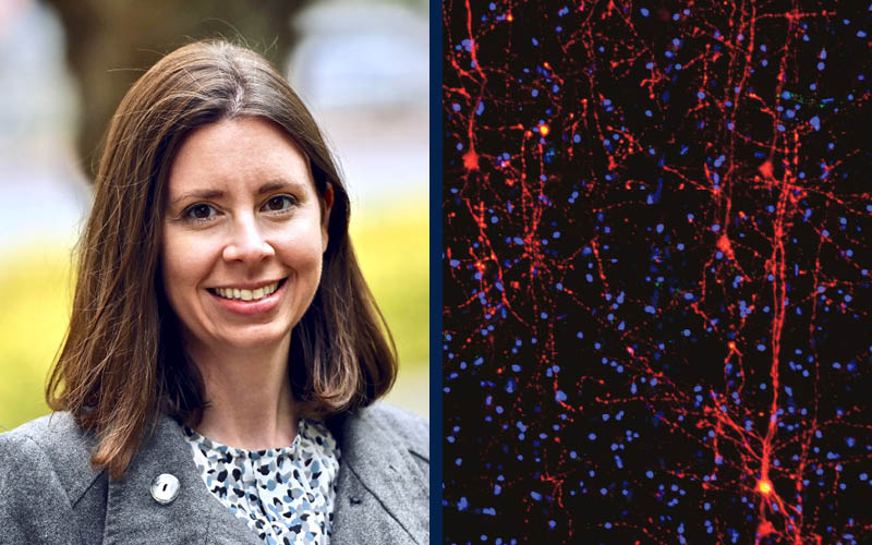 Two-panel graphic showing a photo of Cathryn Cadwell, MD, PhD, and a microscopy image showing adult human tissue infected by the barcoded rabies virus (red). Image courtesy of Cathryn Cadwell, MD, PhD