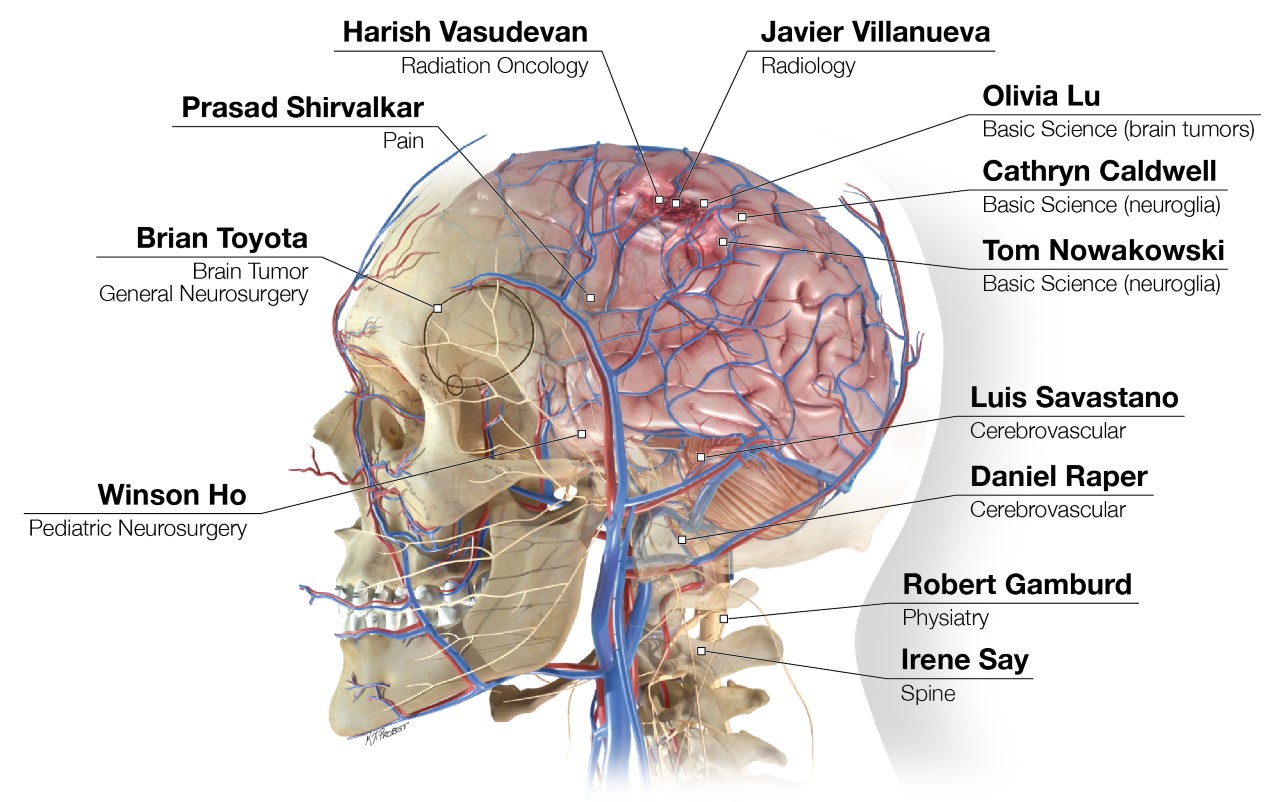 Infographic with 3D anatomical illustration of the nervous system, annotated to show all of the faculty that joined UCSF neurosurgery in 2022 and their specialty,